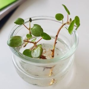 Meet your Posher, Sungjoo